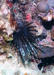 Lionfish off Ginger Island (Photo courtesy BVI government).